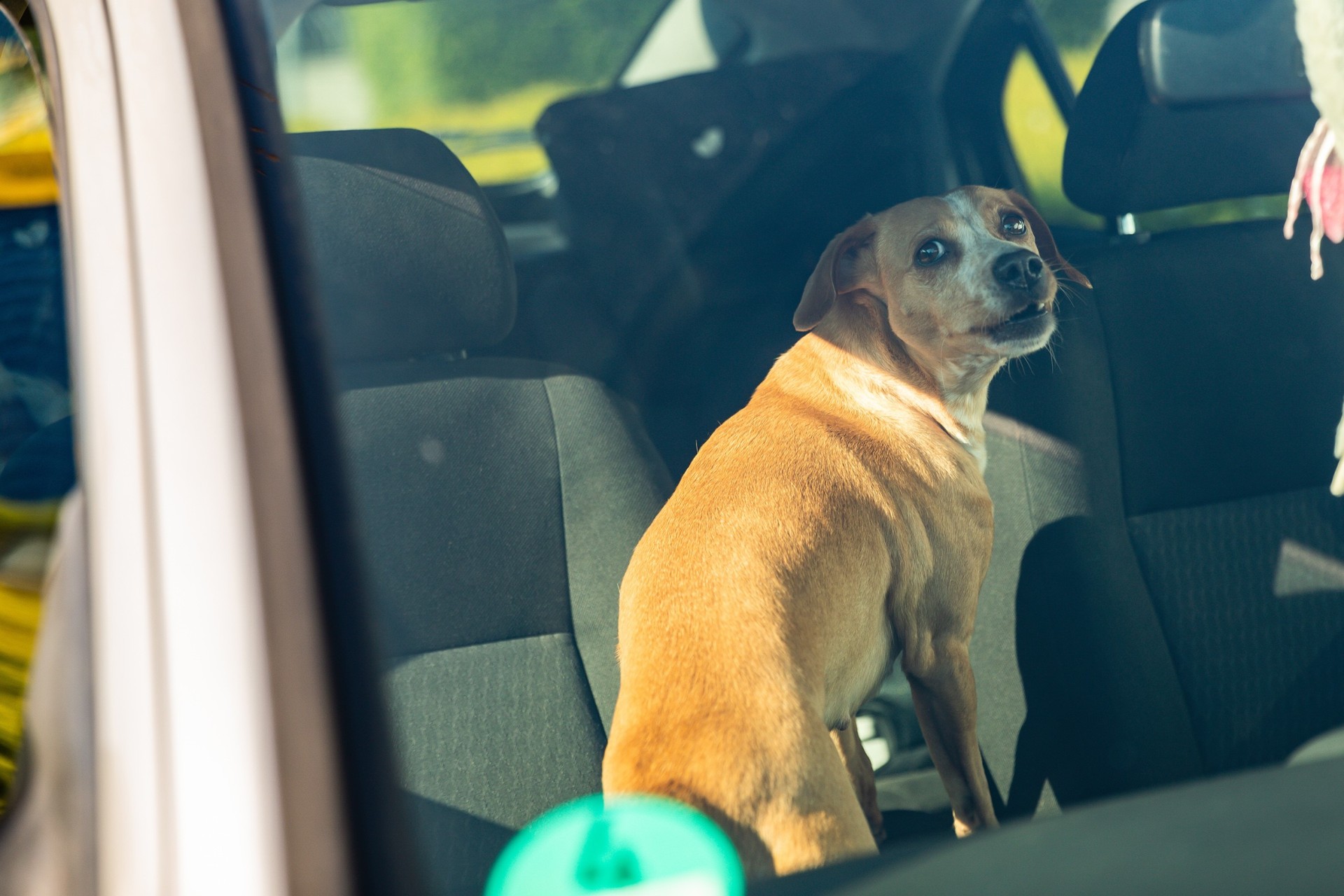 Hund im Auto eingesperrt